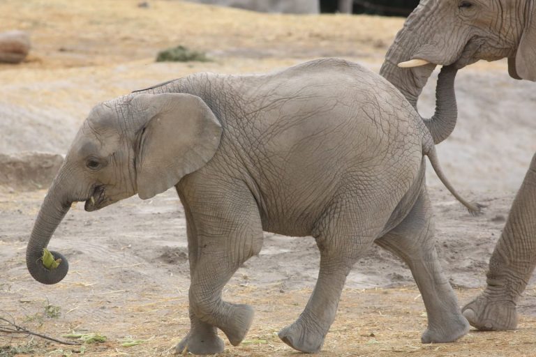 elefante-africano-bebe-en-puebla