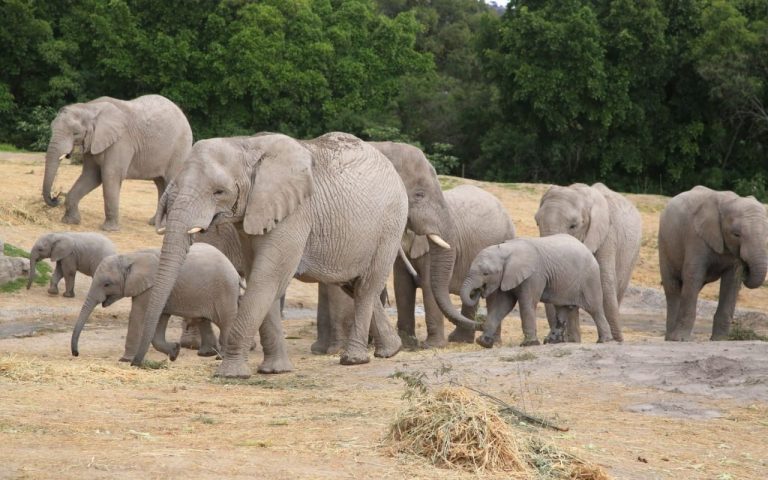 Africam Safari presenta a “Lester”, el nuevo integrante de su manada de elefantes africanos