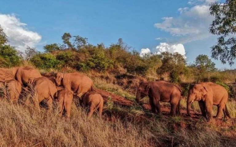 Elefantes tomando una siesta en China se viralizan
