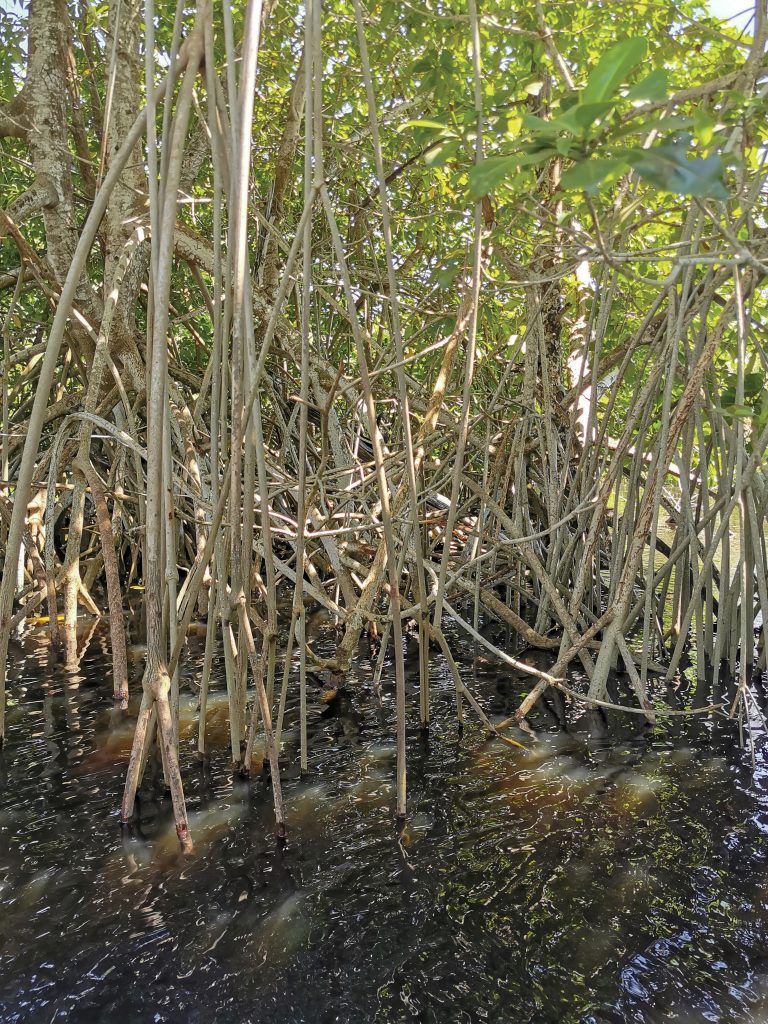 proteccion-de-manglares-de-ventanilla-oaxaca