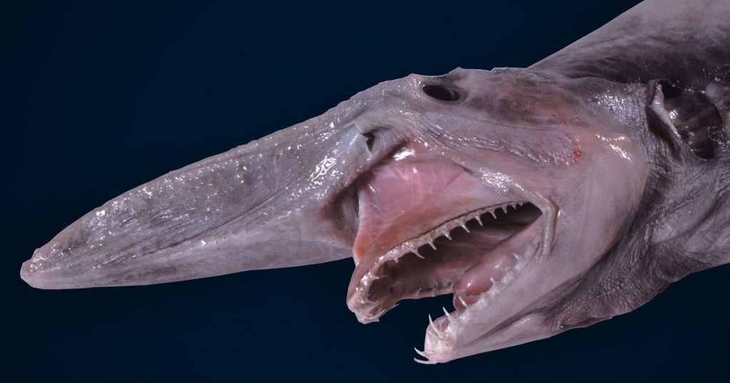 tiburon-duende-goblin-shark