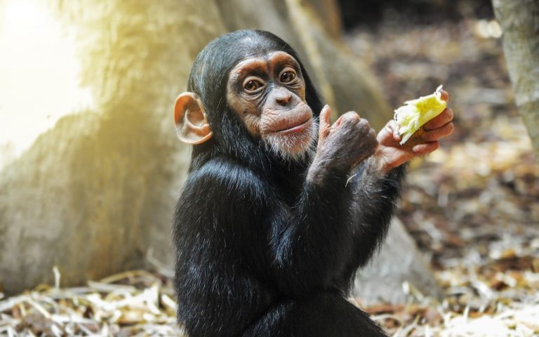 Lugares alrededor del mundo donde puedes ver chimpancés
