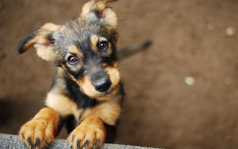 Conoce 10 centros de adopción de perros en CDMX