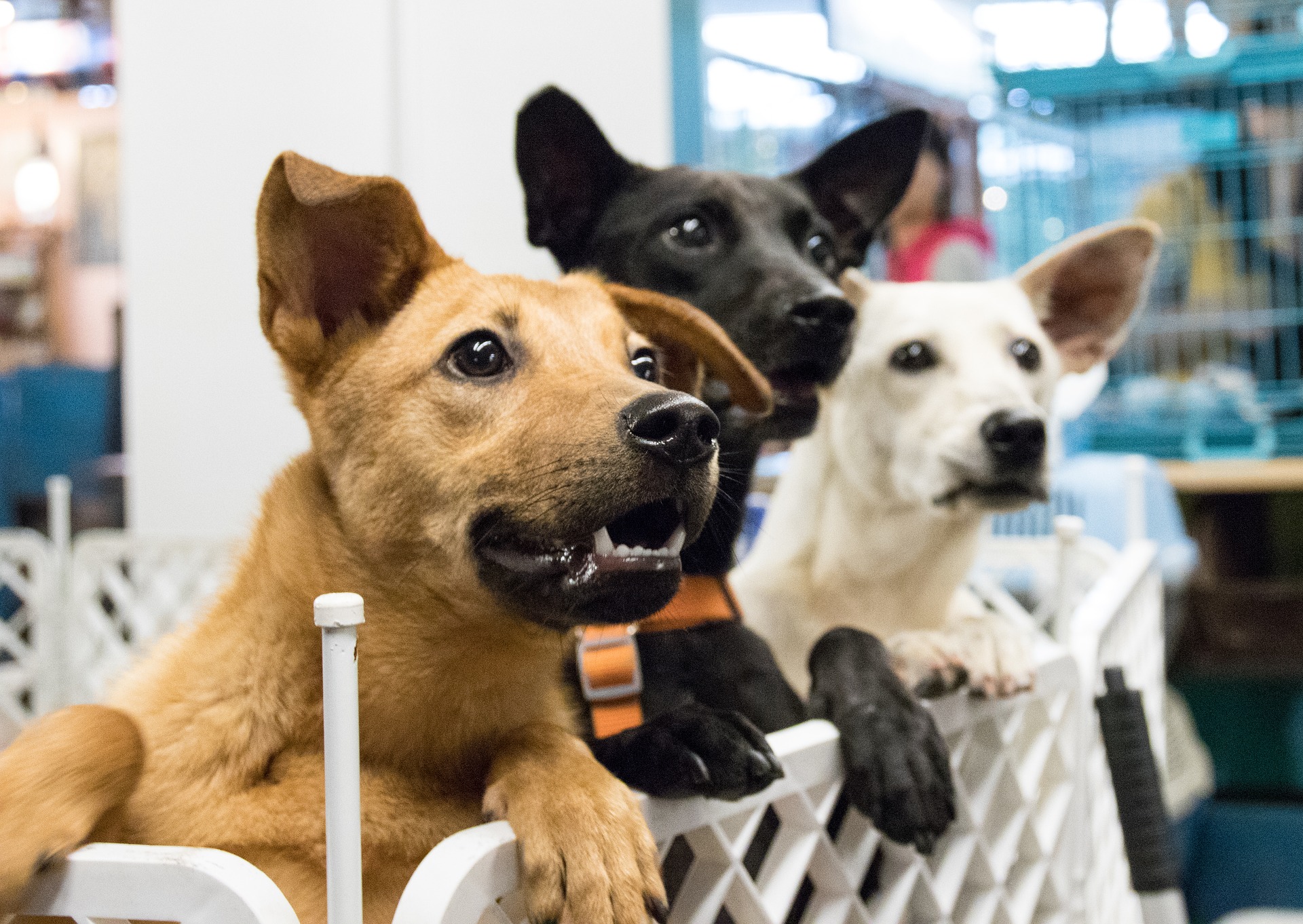 Conoce 10 centros de adopción de perros en CDMX