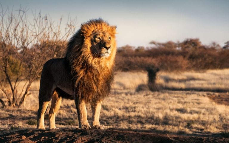 Reservas de leones alrededor del mundo