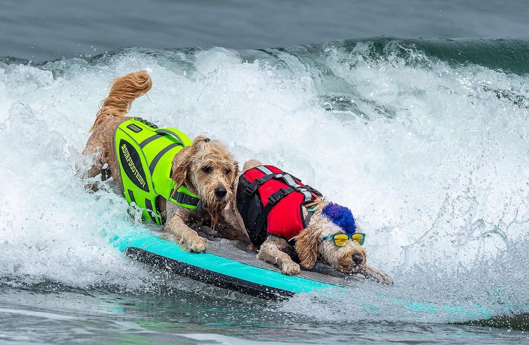 perritos surfistas shampionships