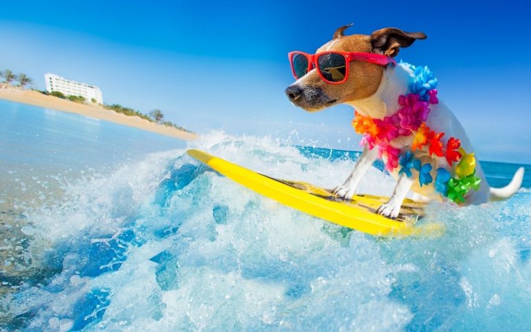 ¡Perritos surfistas!, una competencia que cautiva
