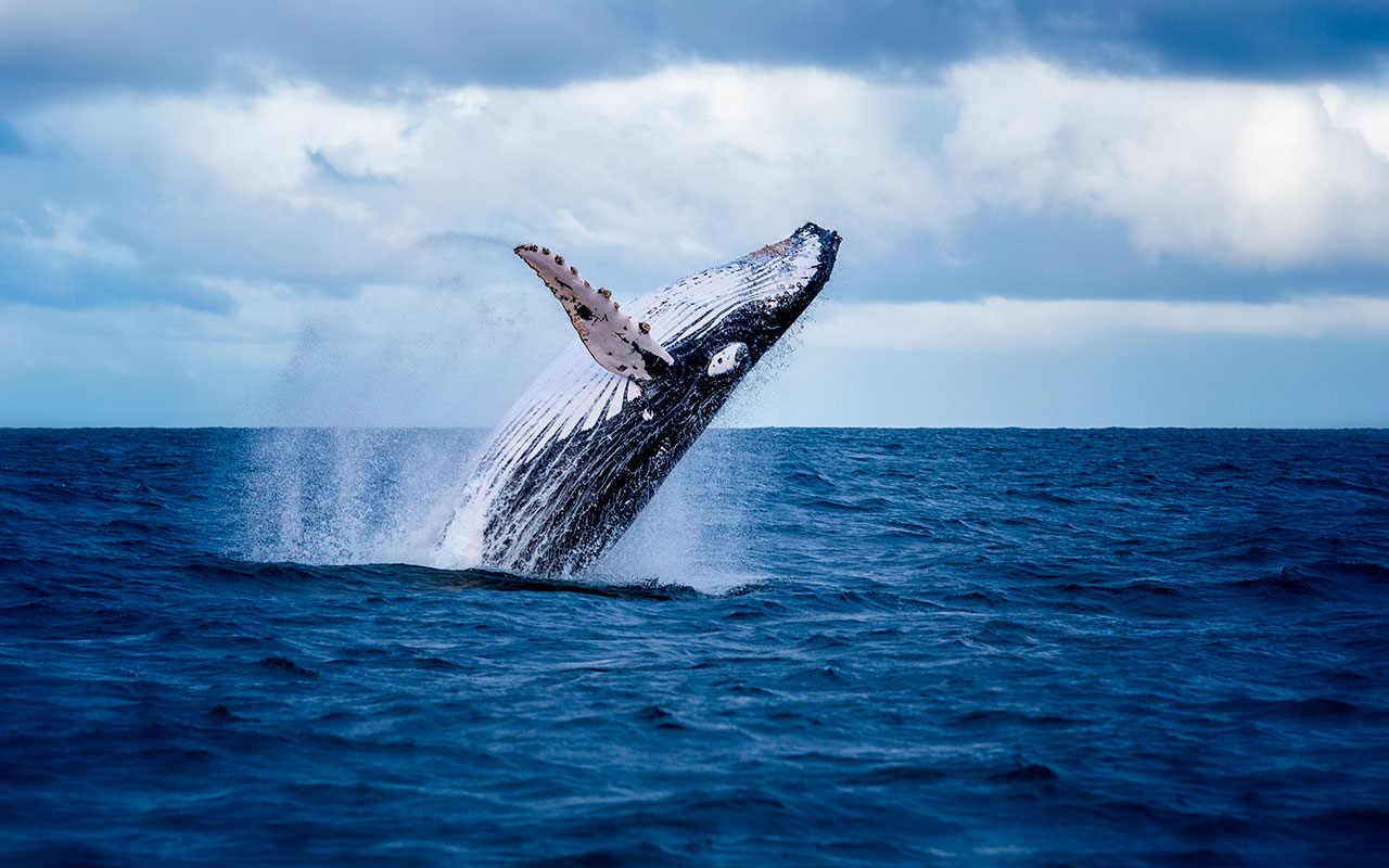 Avistamiento de ballenas, una experiencia única en Riviera Nayarit