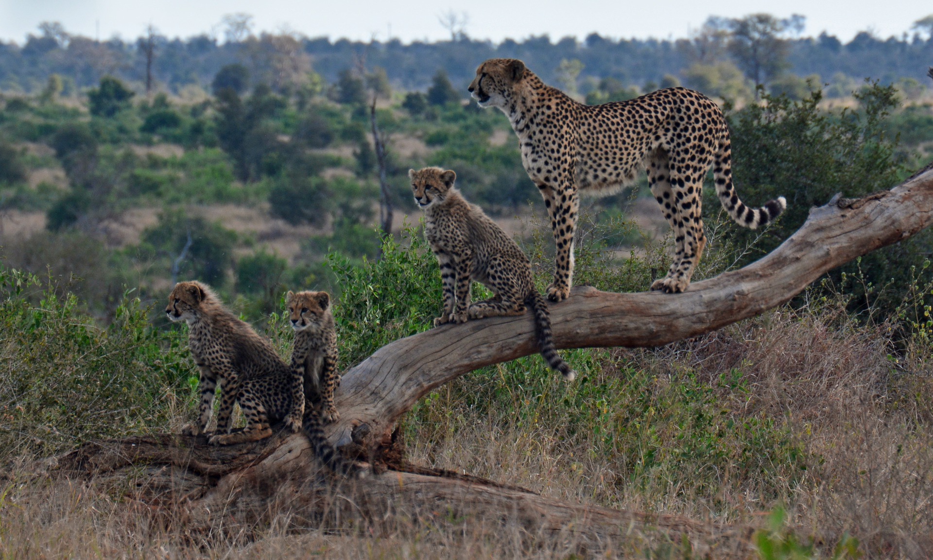 guepardo con sus crias