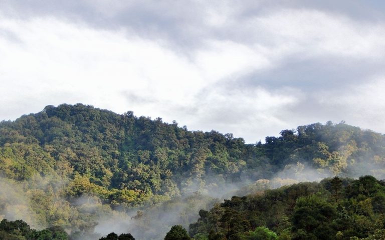 Todo lo que debes saber sobre la Reserva El Triunfo en Chiapas