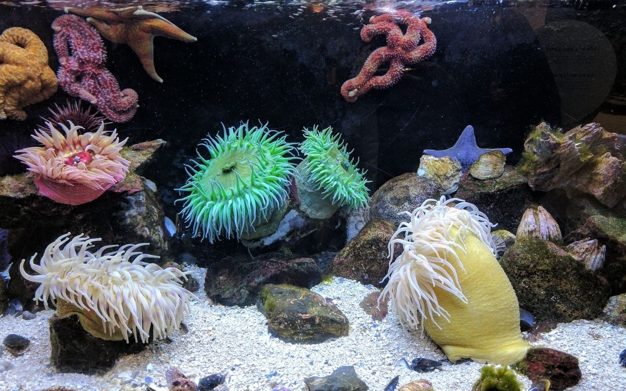 arrecifes de veracruz