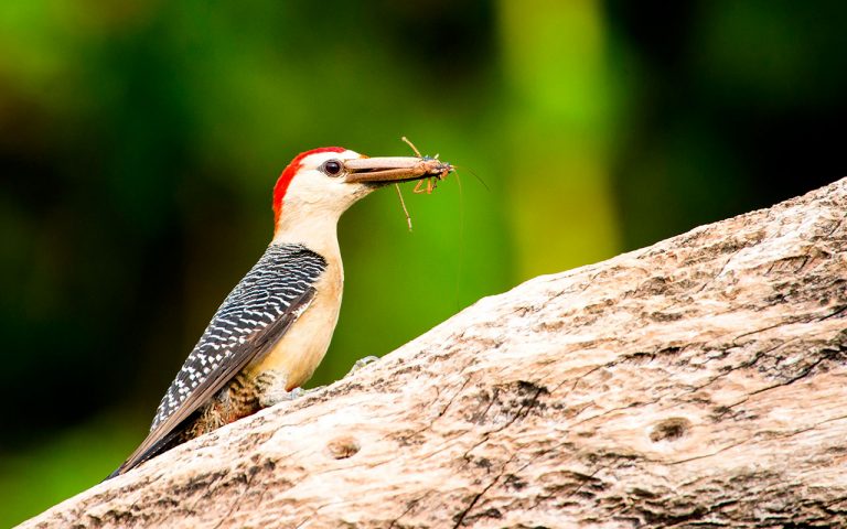 Anuncian el Chiapas Birding & Photo Festival 2022