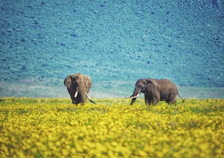 Safari-Ngorongoro-Africa