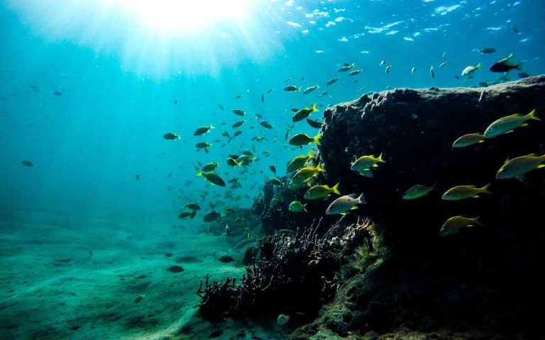Sumérgete en el Arrecife Alacranes con realidad virtual