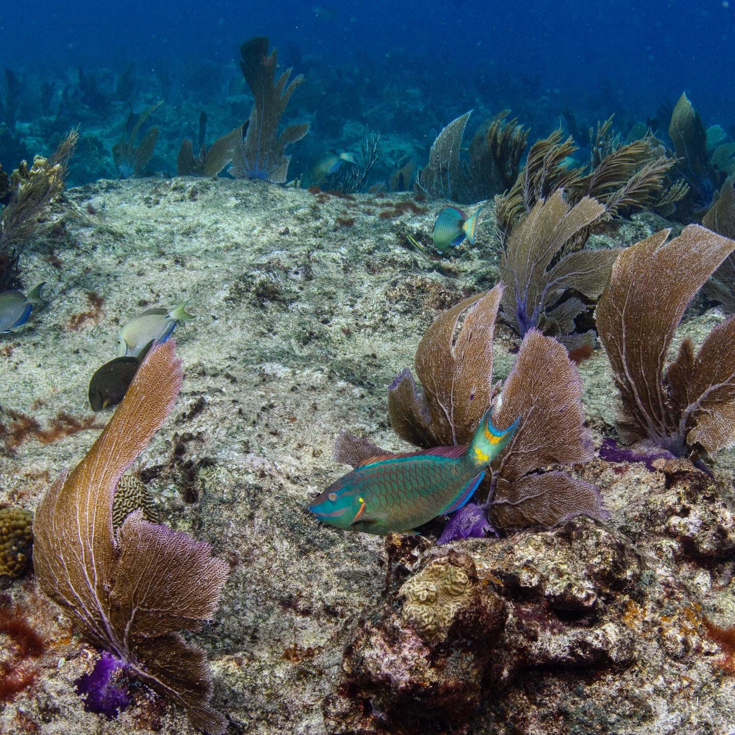arrecife alacranes peces actividades fauna