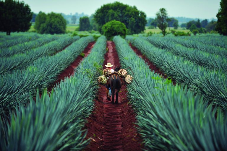 Tequila,,Jalisco,,Mexico,:,October.11.,2013:,Farmer,Loading,The,Harvested