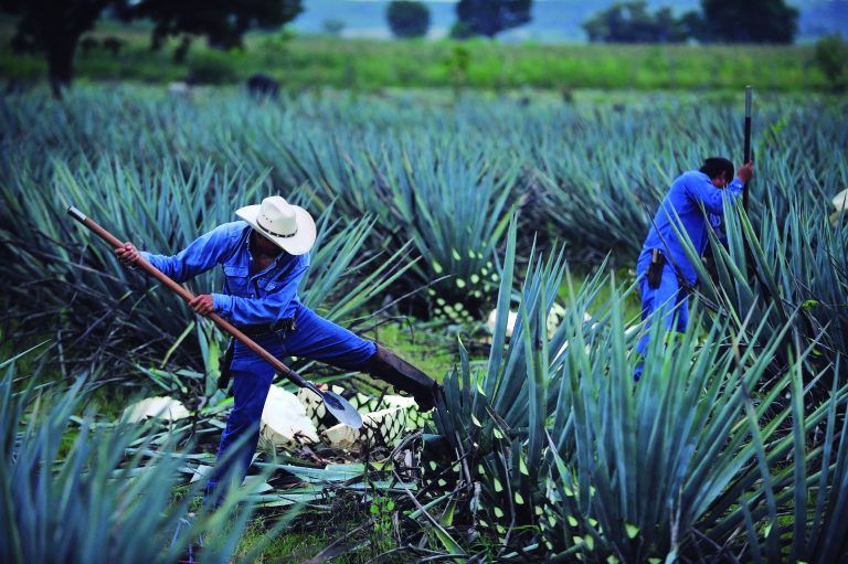 Tequila,,Jalisco,,Mexico,:,October.,2.,2013:,Jimador,,The,Farmer