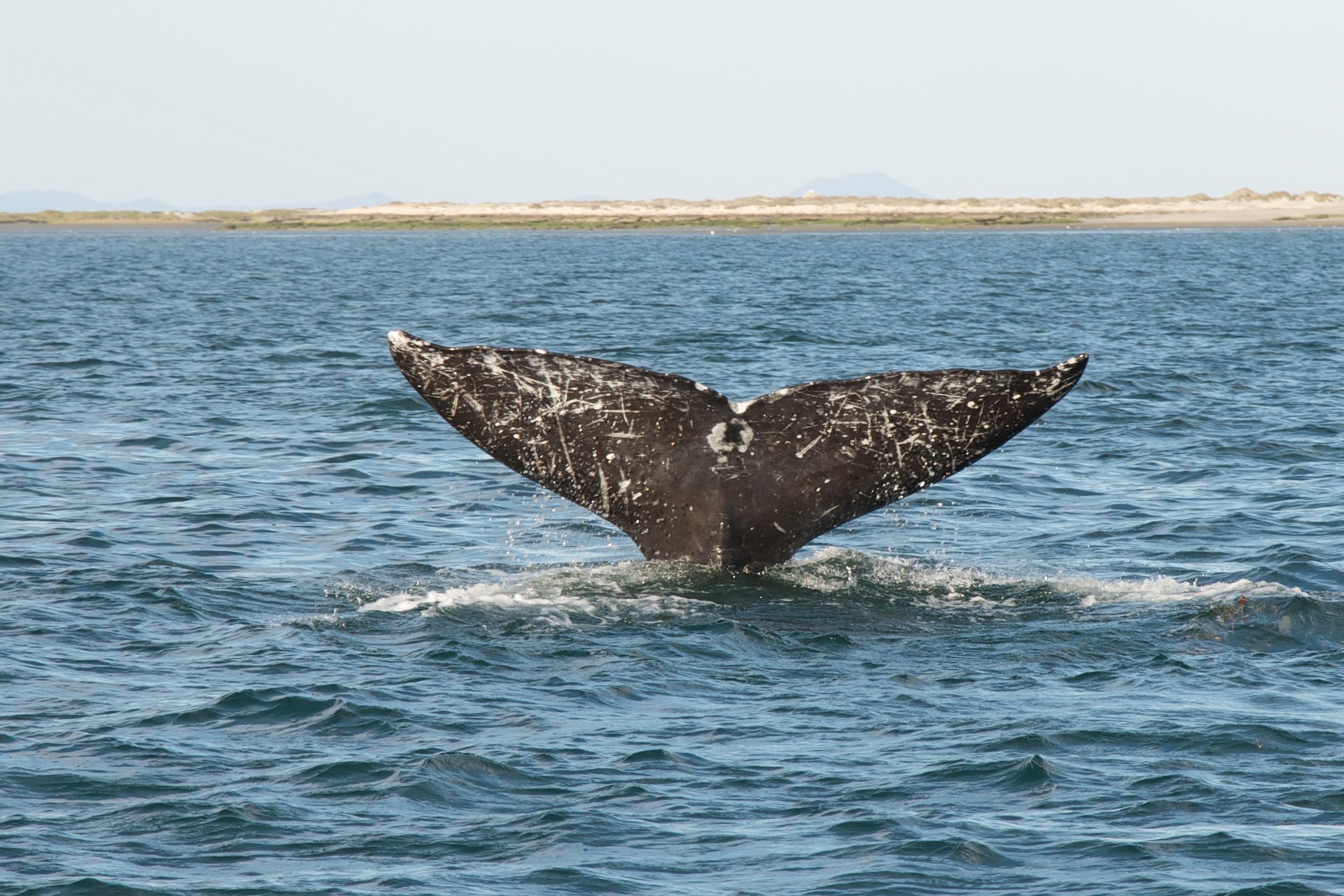 avistamiento ballenas turismo en la paz
