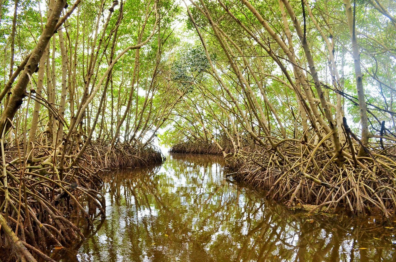 reserva biosfera petenes turismo en campeche