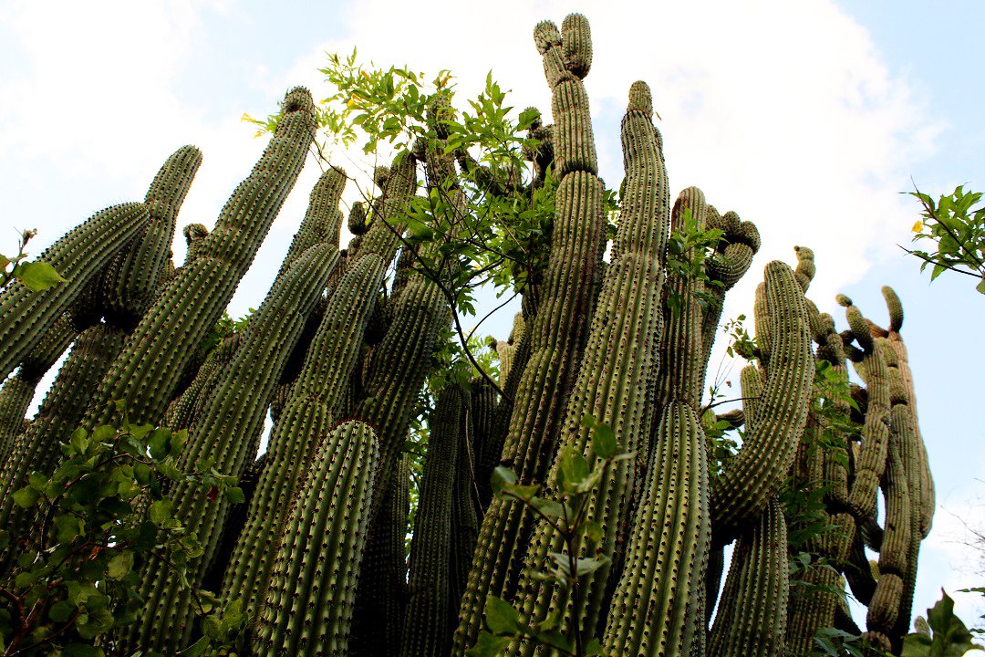 santuario cactus turismo en la paz