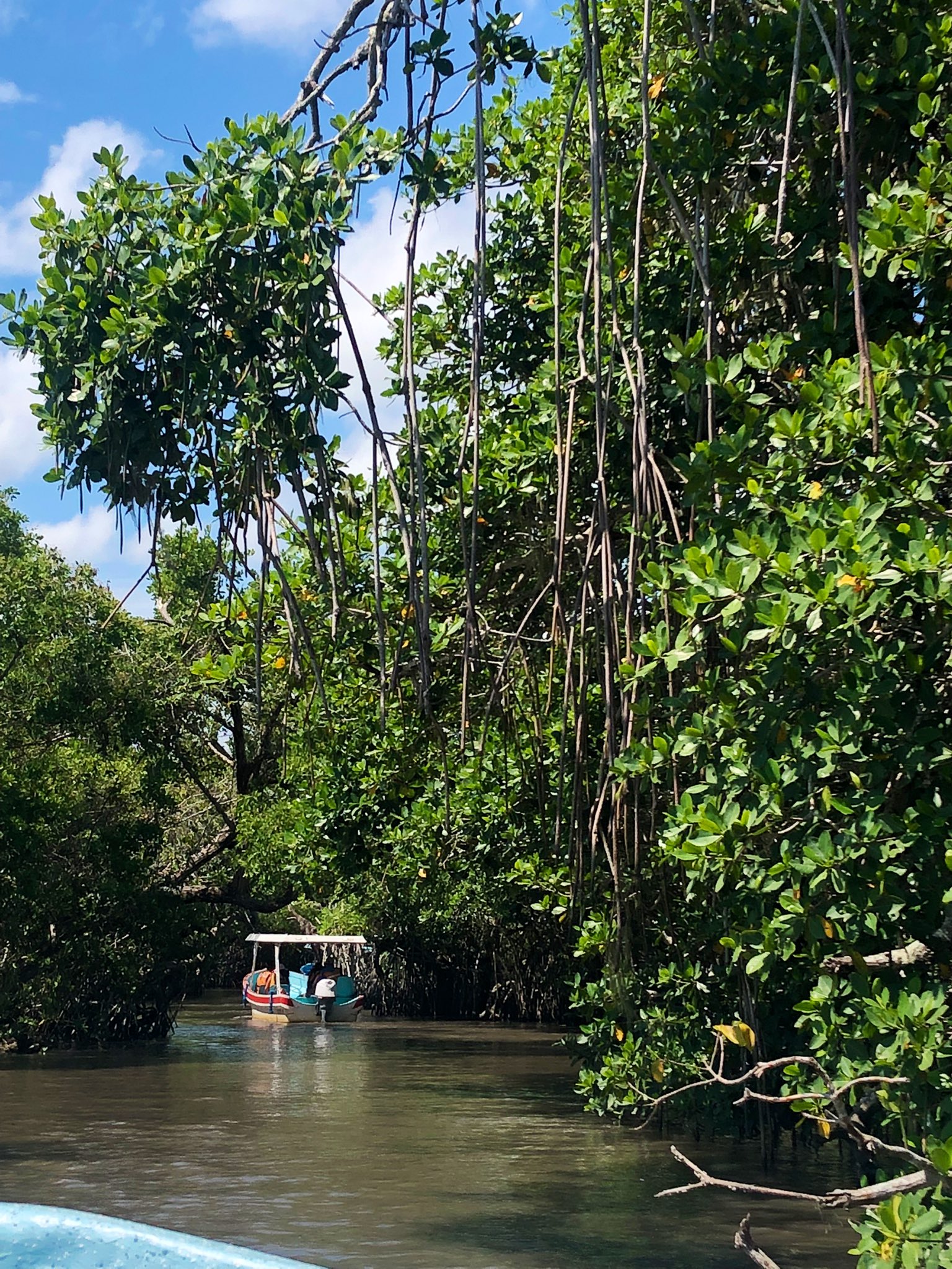 zona de manglares costa esmeralda