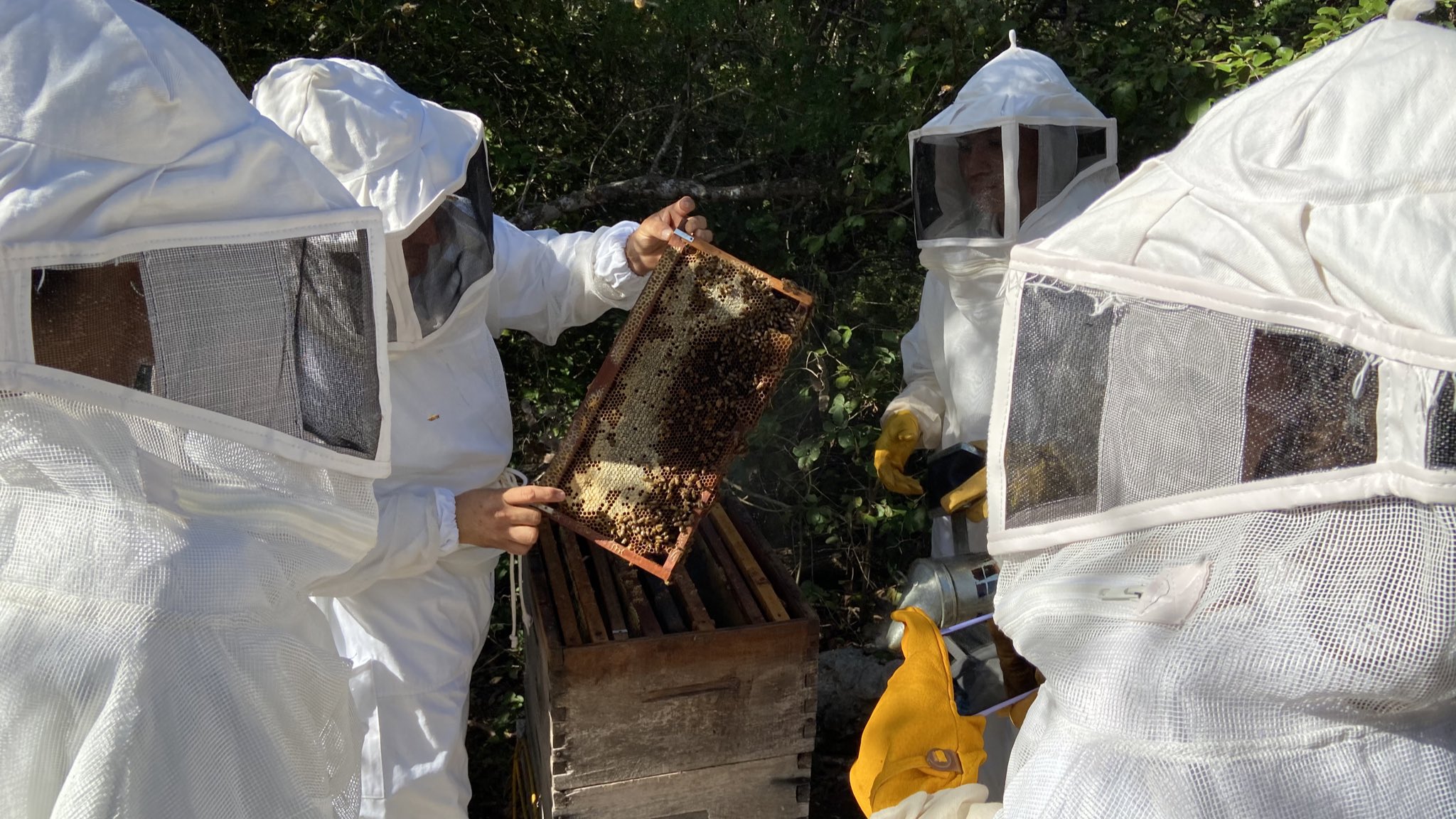 abejas apiturismo yucatan sinanche conservacion