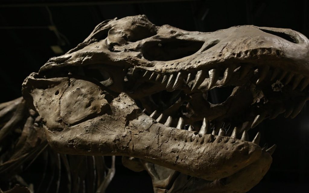 dinosaurios dinoturismo museos parques tematicos