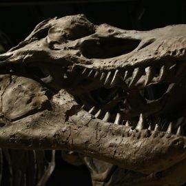 Papalote Museo del Niño tiene listo un documental en línea sobre dinosaurios  - México Ruta Mágica