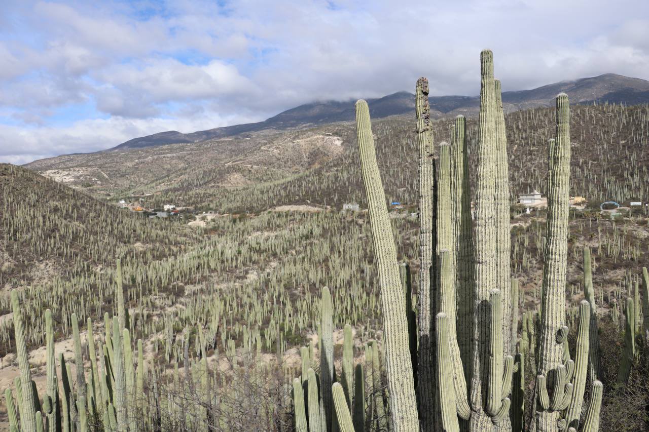helia bravo jardines botanicos en mexico