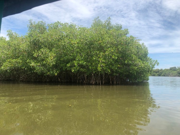 manglares-mandinga-puerto-de-veracruz