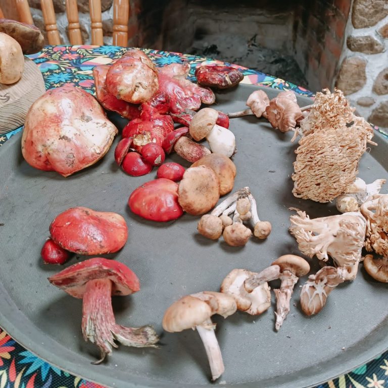 mineral-del-chico-temporada-hongos