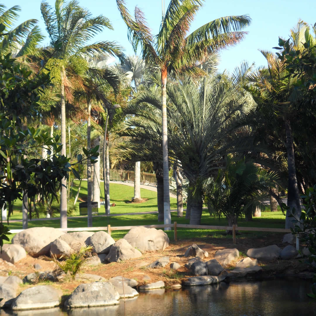 palmetum jardines botanicos en mexico palmeras