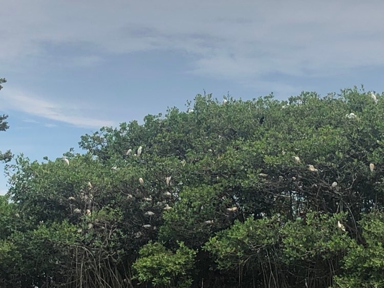 puerto-de-veracruz-manglares-mandinga