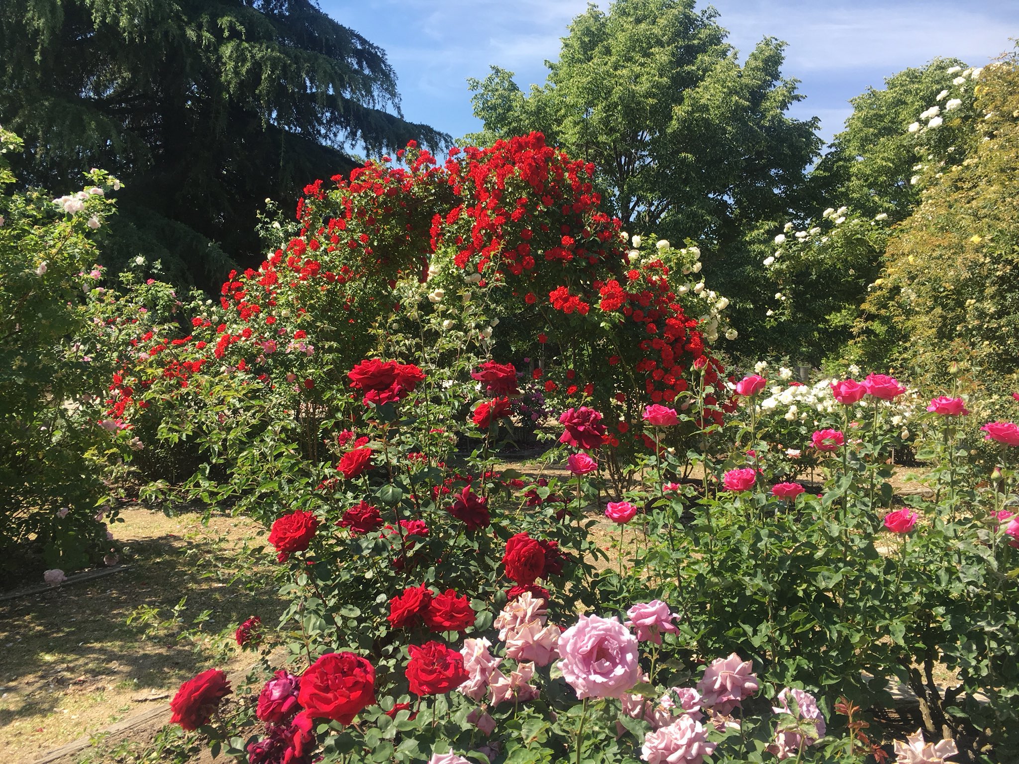 rosaledas jardines botanicos en mexico rosas
