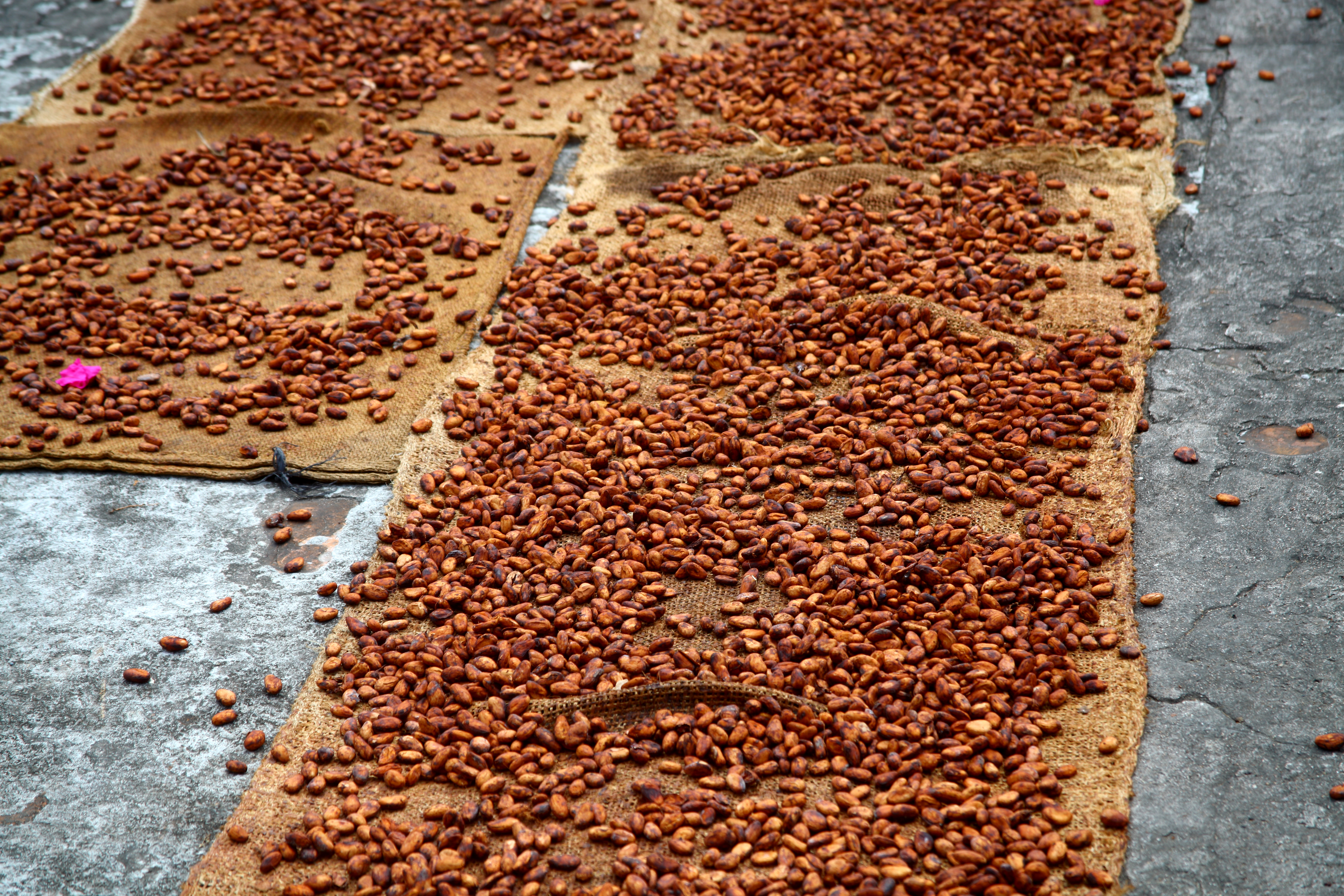 cacao mexico prehispanico historia chocolate