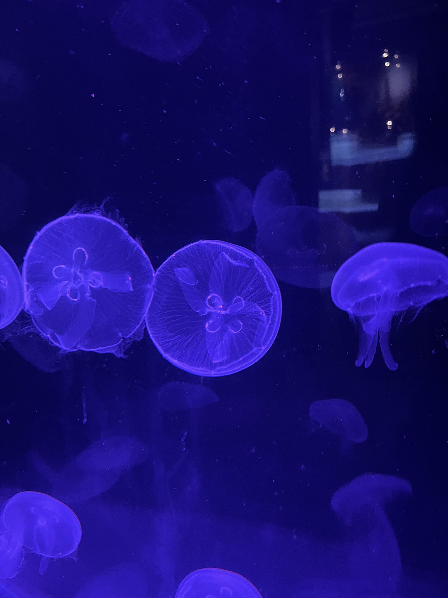 medusas acuarios de méxico michin guadalajara