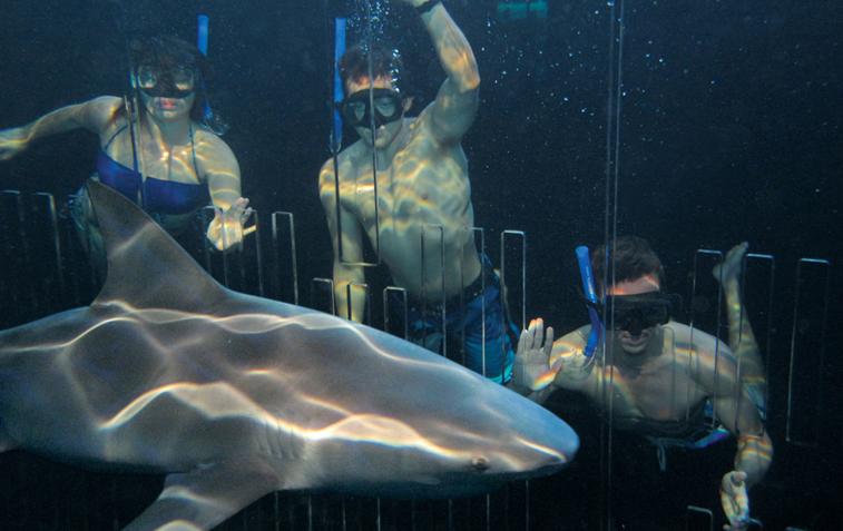 tiburones acuarios de méxico interaccion