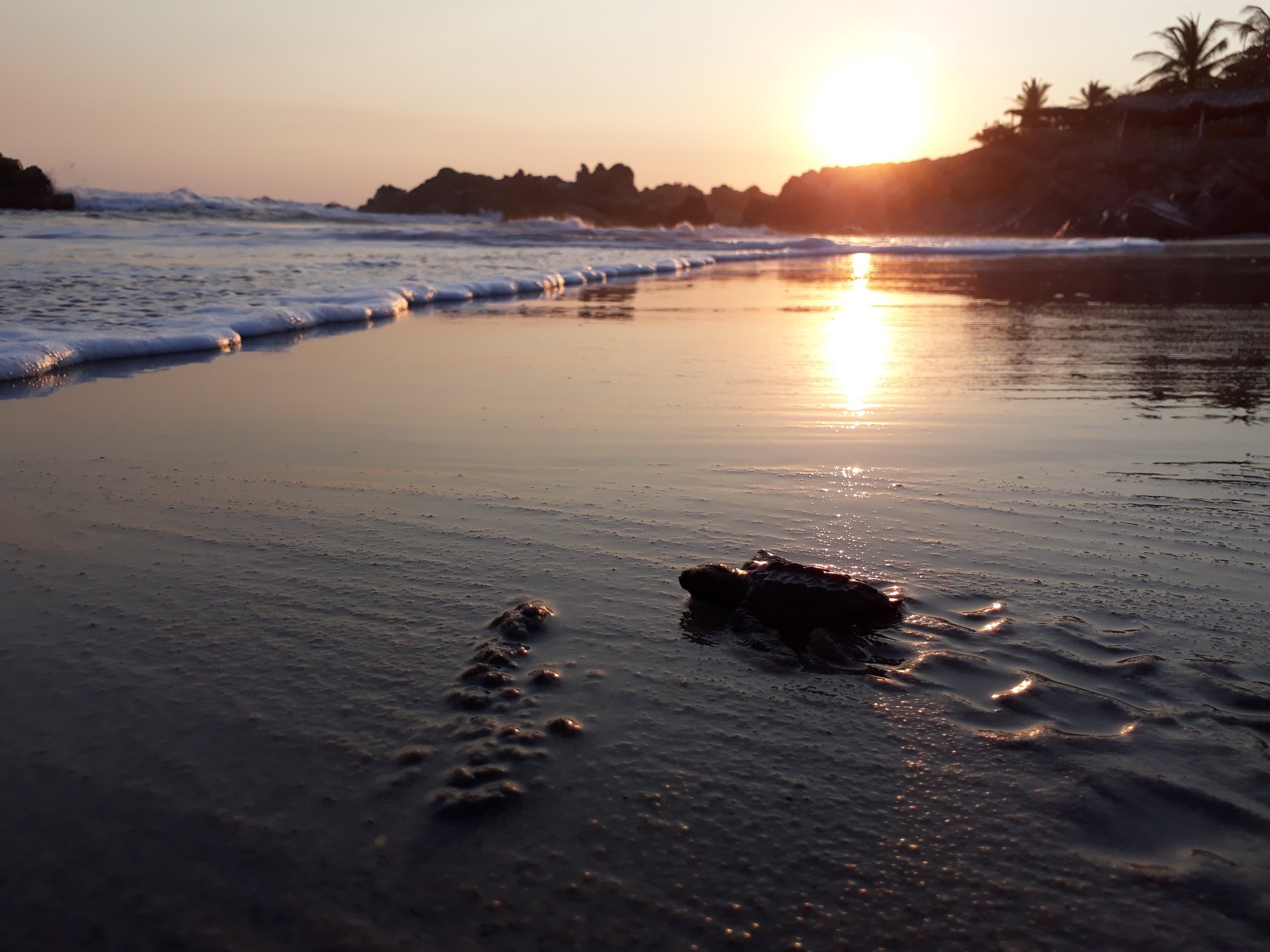 tortugas playa ventura guerrero actividades