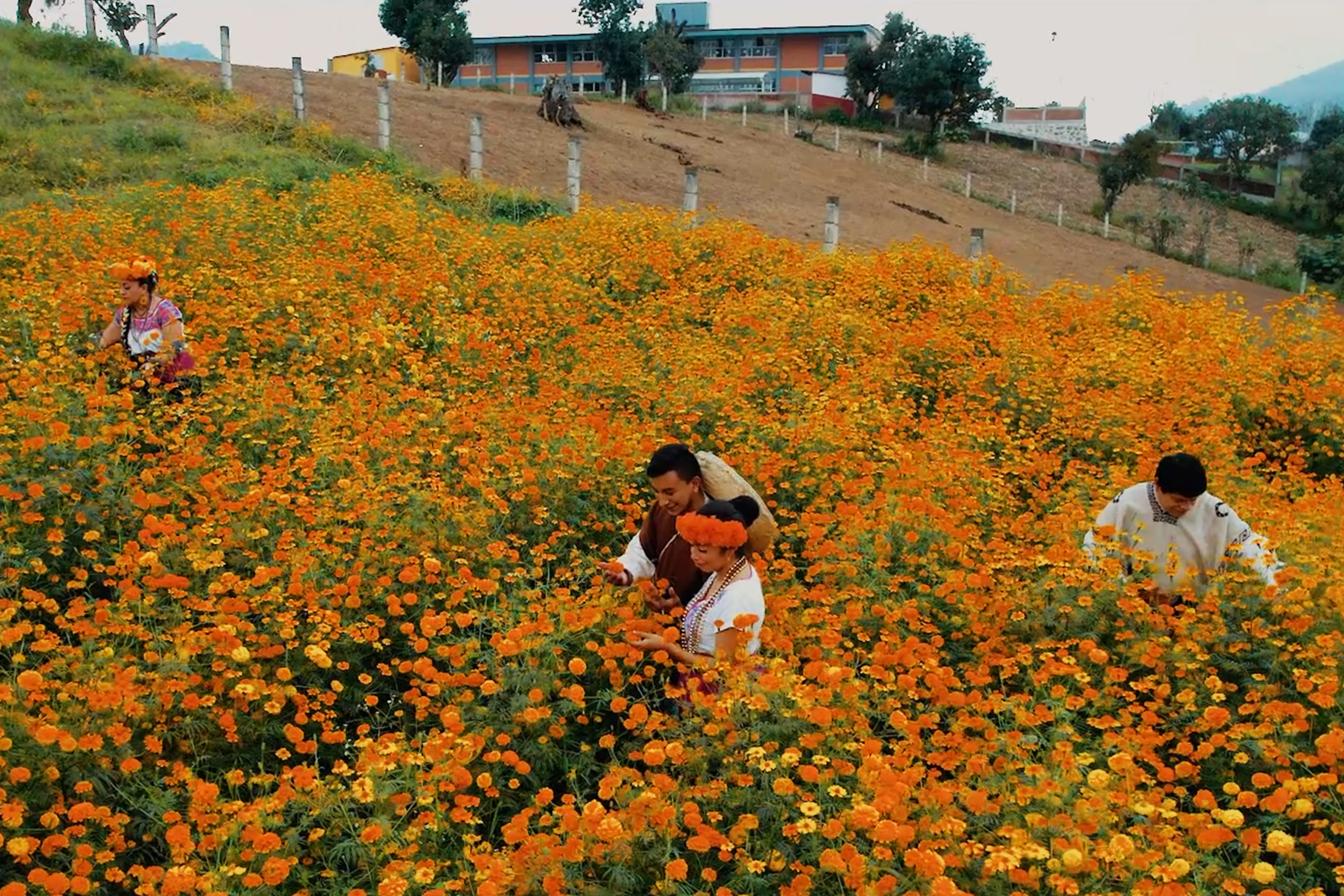 temporada todos santos zacapoaxtla fiesta vida