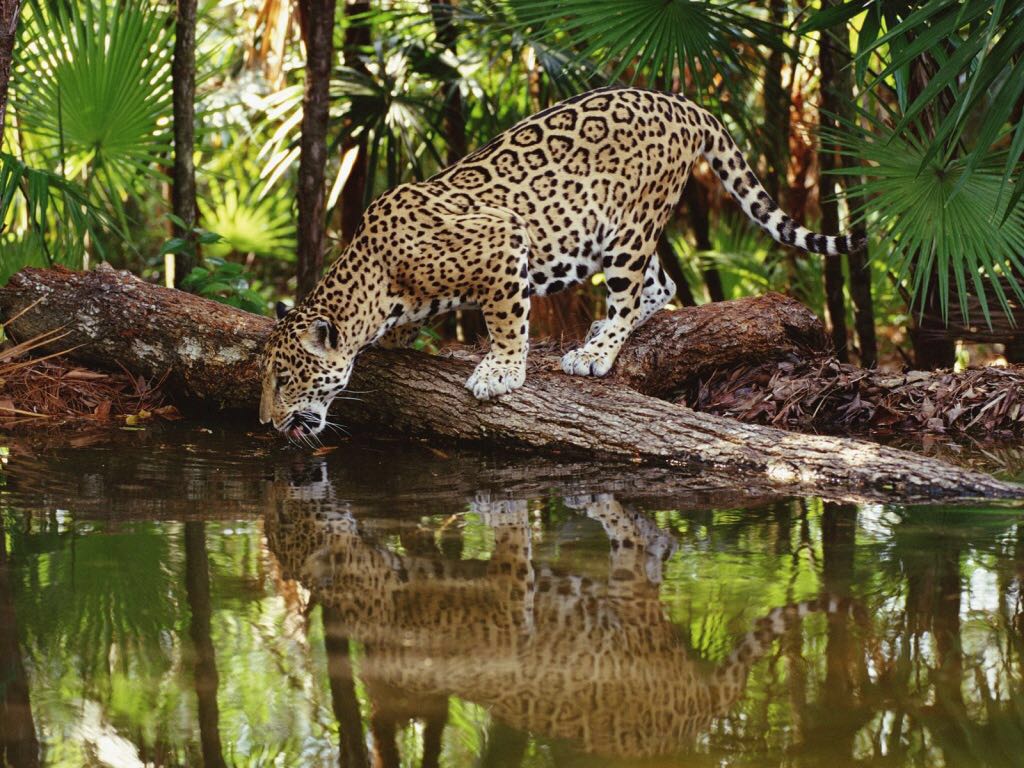 caracteristicas jaguares en méxico peligro extinción