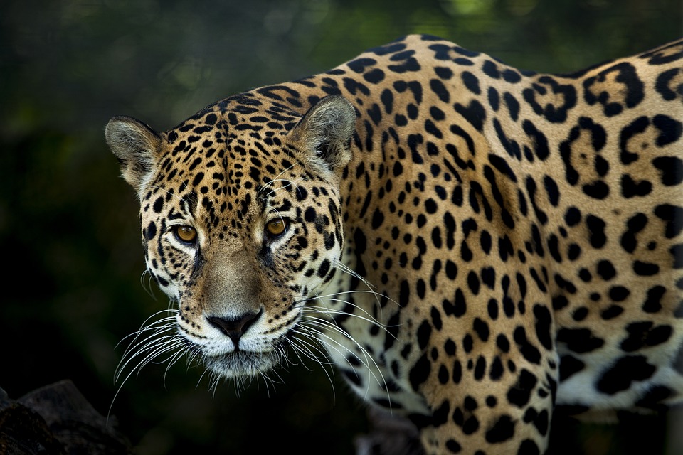 donde hay jaguares en méxico tamaulipas