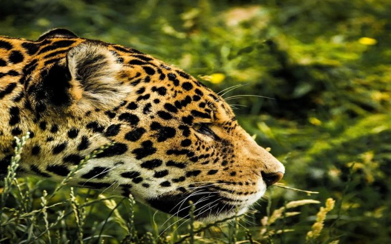 Dónde ver jaguares en México