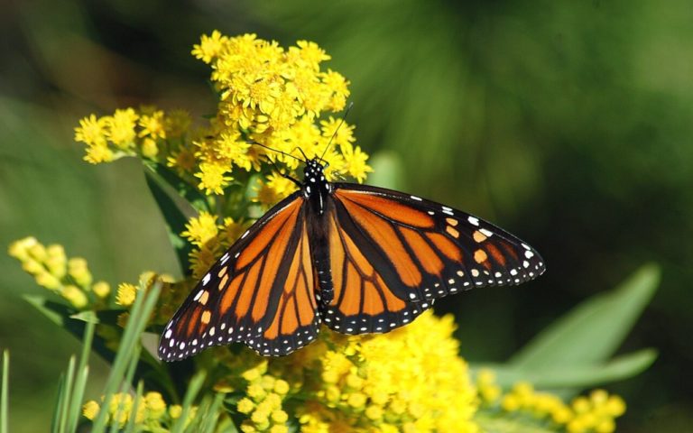 Arriba la Mariposa Monarca a México