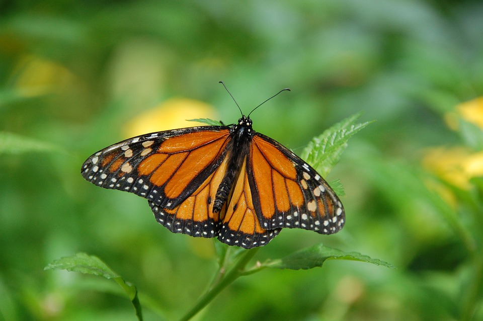 mariposa monarca simbolo importante cultural