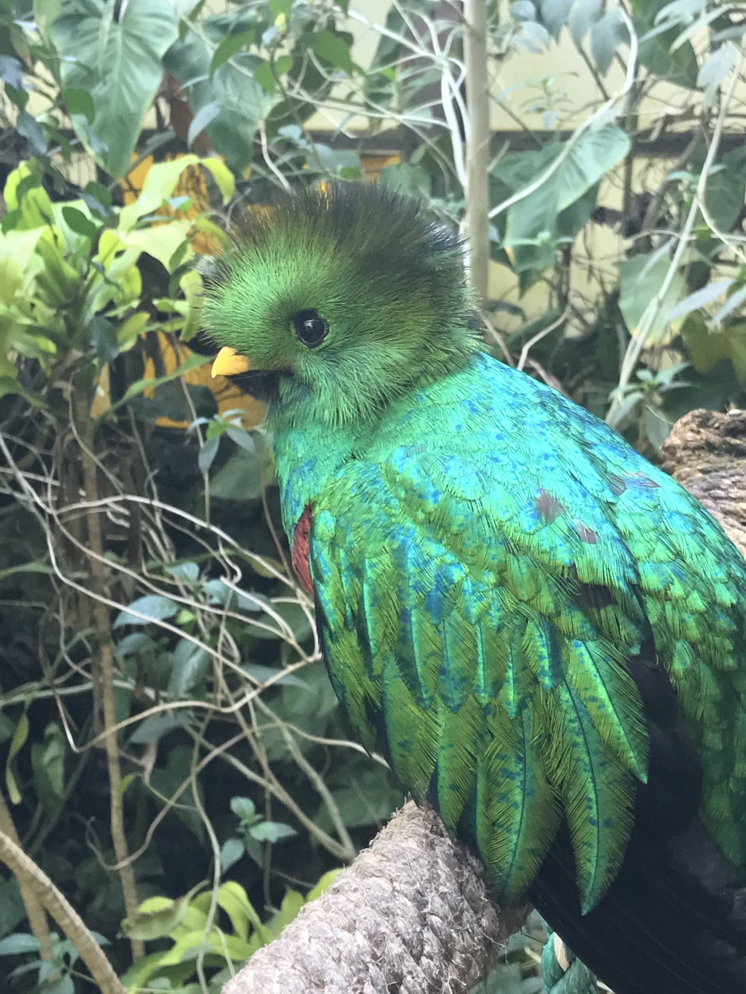 quetzal el nido aviario estado mexico