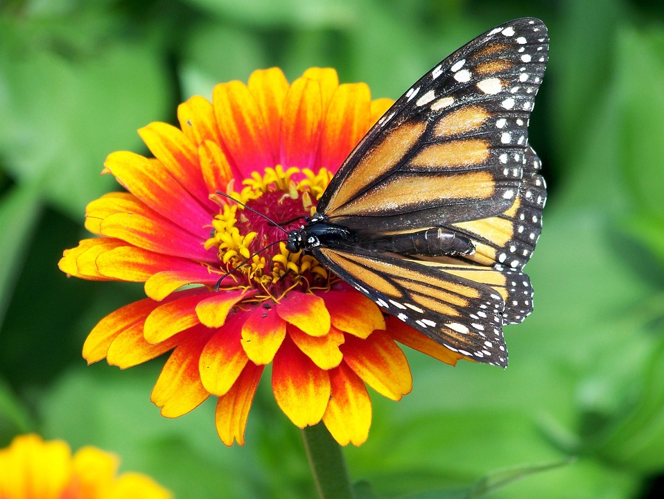 reglas para observar mariposas monarca