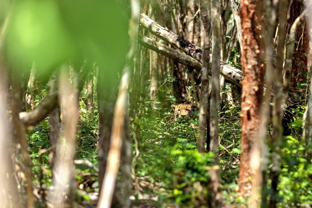 selva quintana roo jaguares en méxico