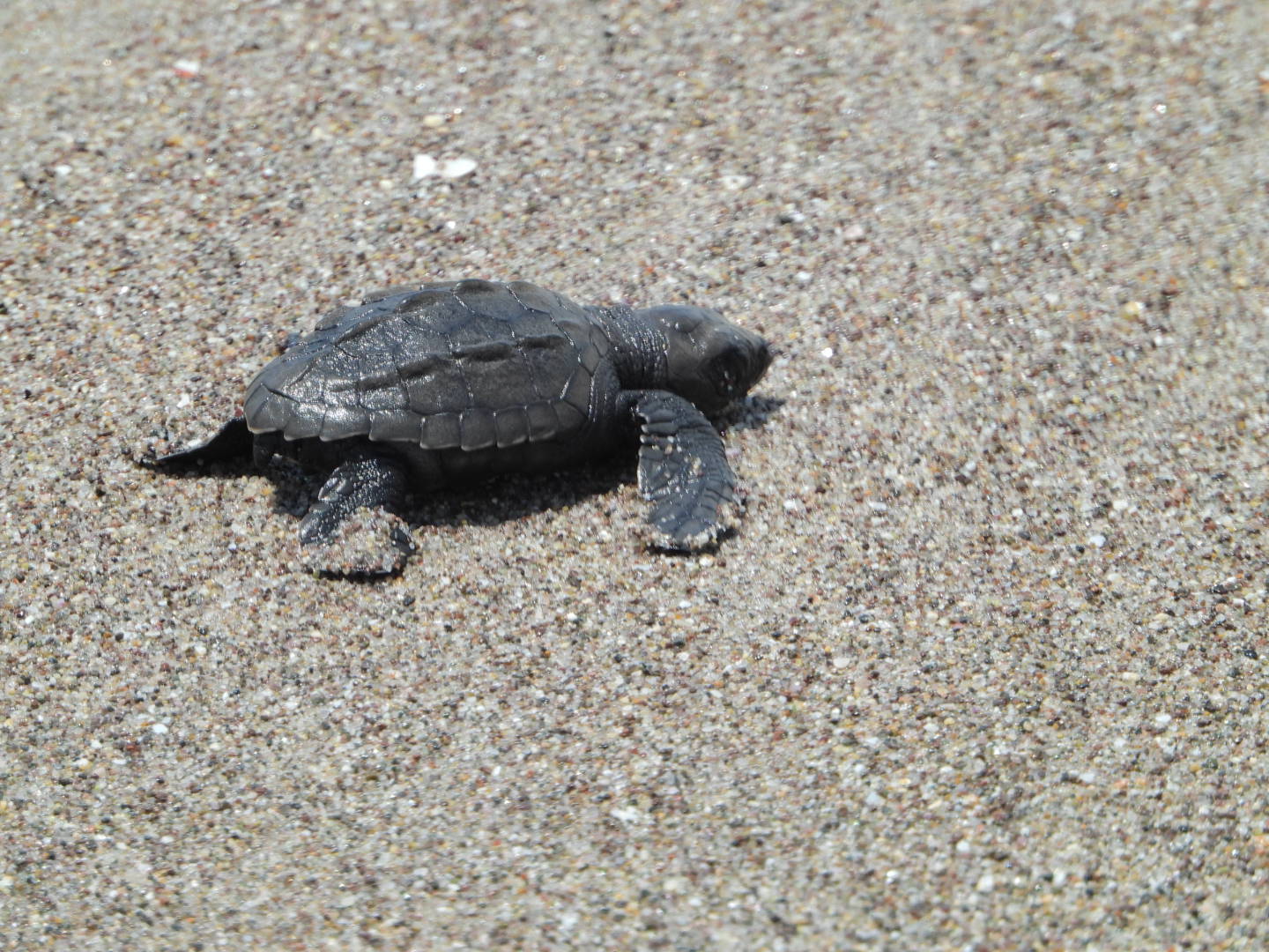 tortugas playa ceuta sinaloa santuario