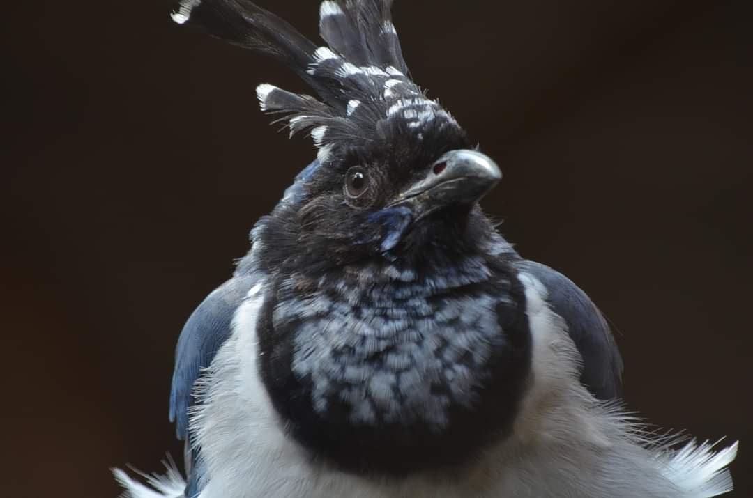 urraca el nido santuario aviario conservación