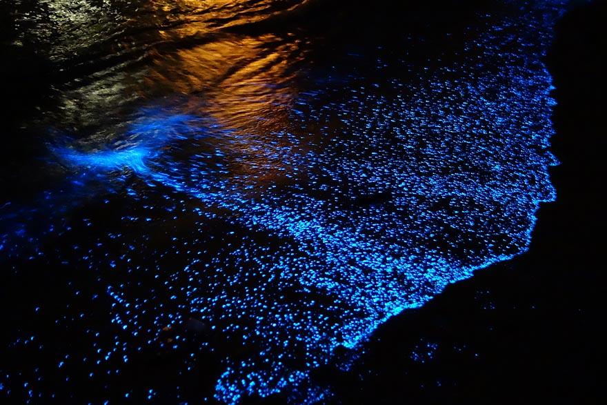 bioluminiscencia en lagunas de chacahua oaxaca
